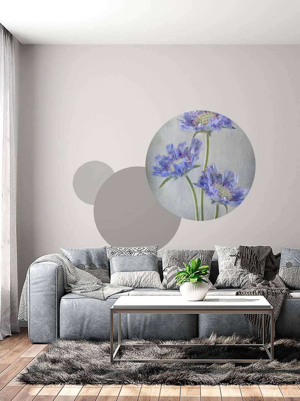 Scabiosa
