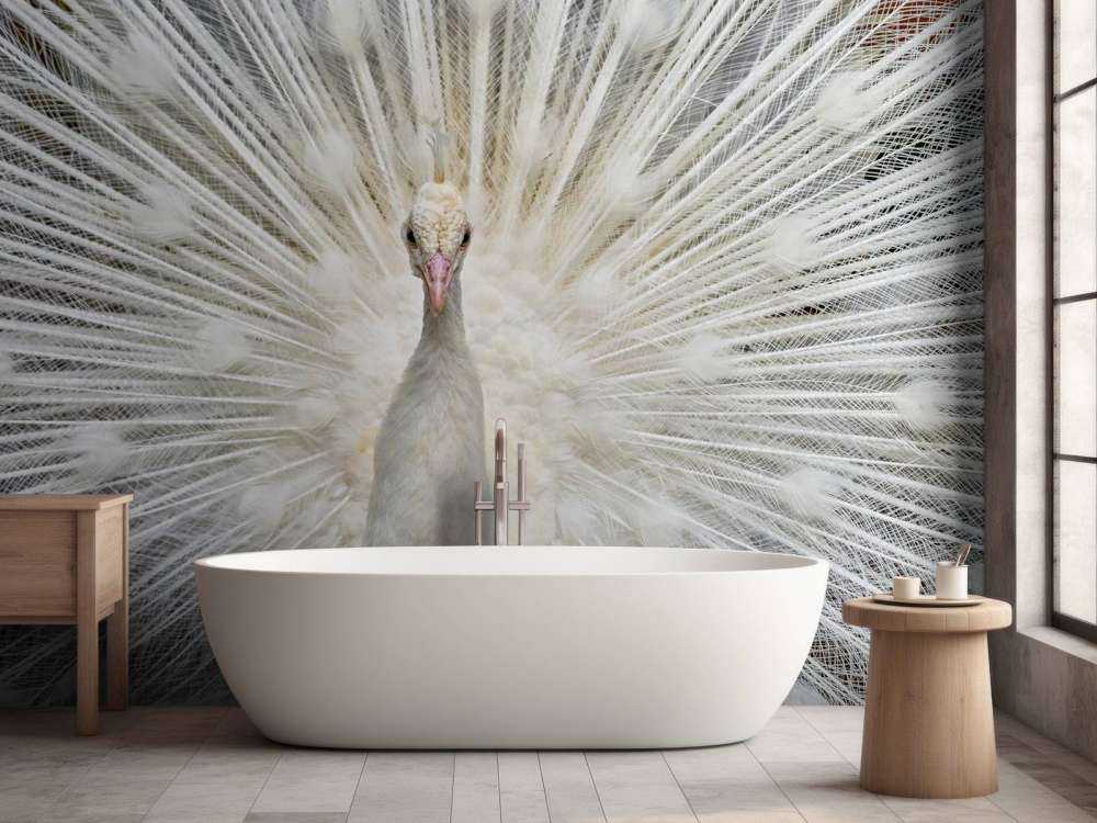 Weißer Pfau