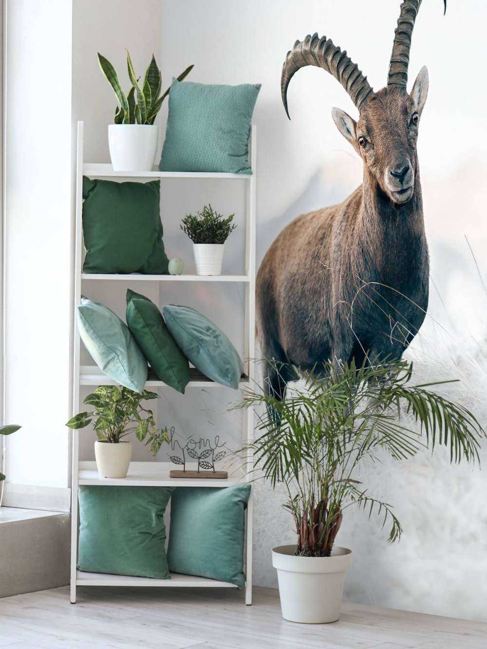 Alpensteinbock