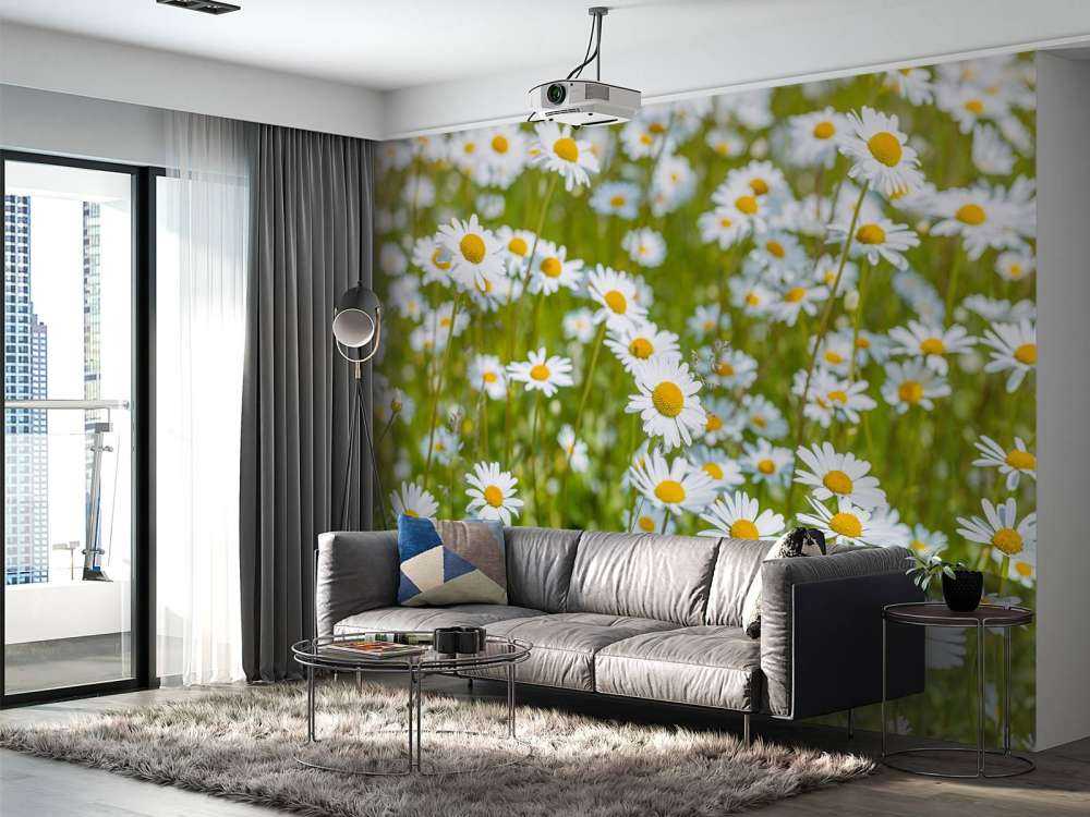 Gänseblümchen auf einem Feld