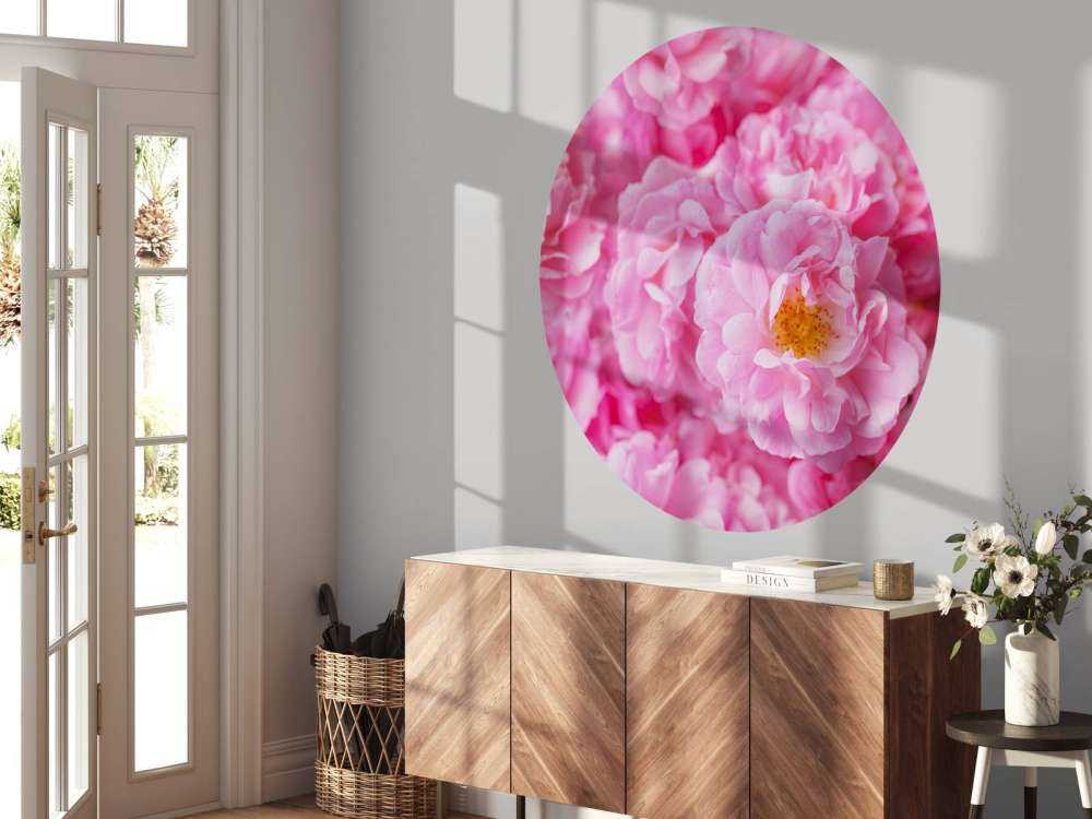 Mehrere rosa Rosen