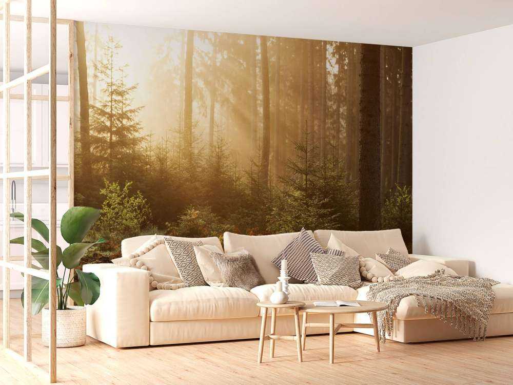 Sonnenstrahlen durch den Wald