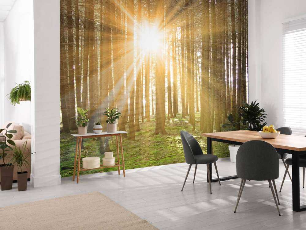 Kiefernwald mit Sonnenstrahlen