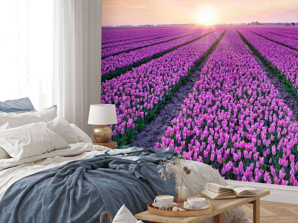 Tulpenfeld bei Sonnenaufgang