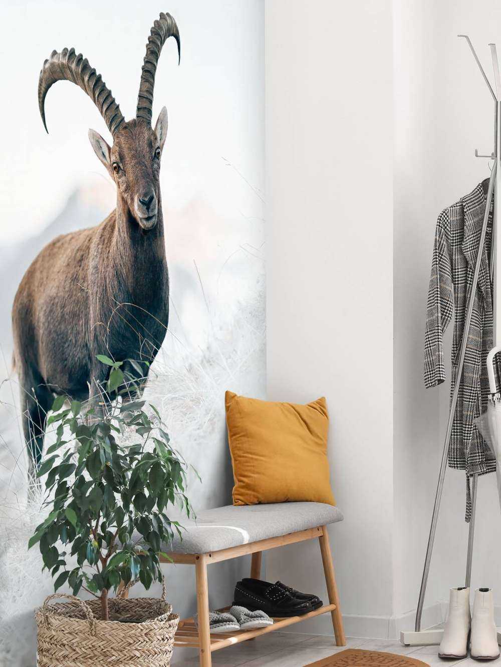 Alpensteinbock