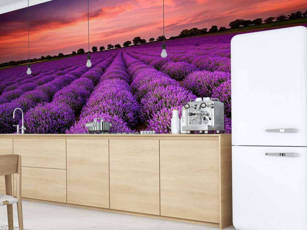 Feld mit Lavendel