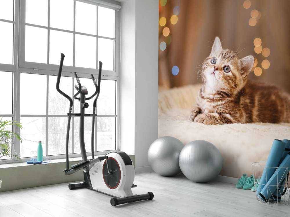 Niedliche Katze