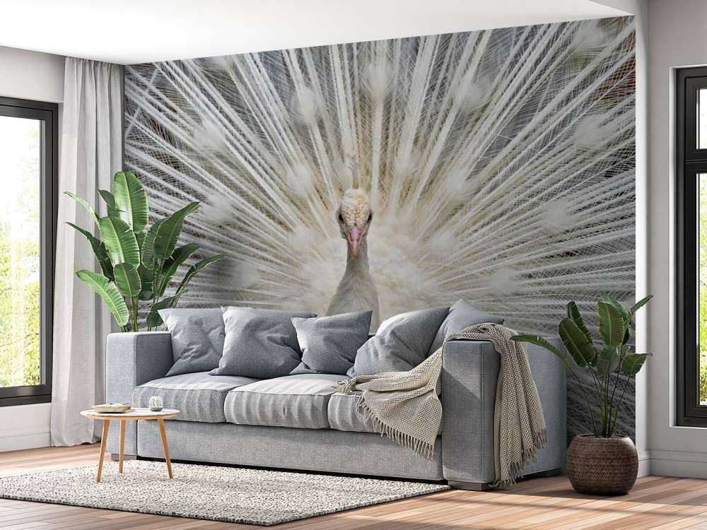 Weißer Pfau