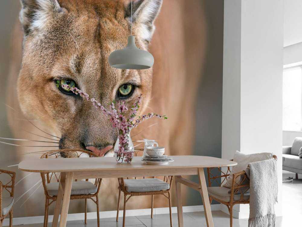 Puma Nahaufnahme