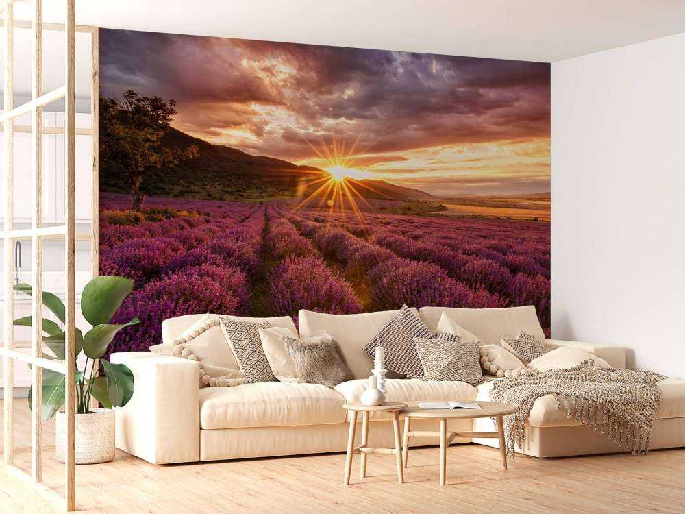 Lavendel unter der Sonne