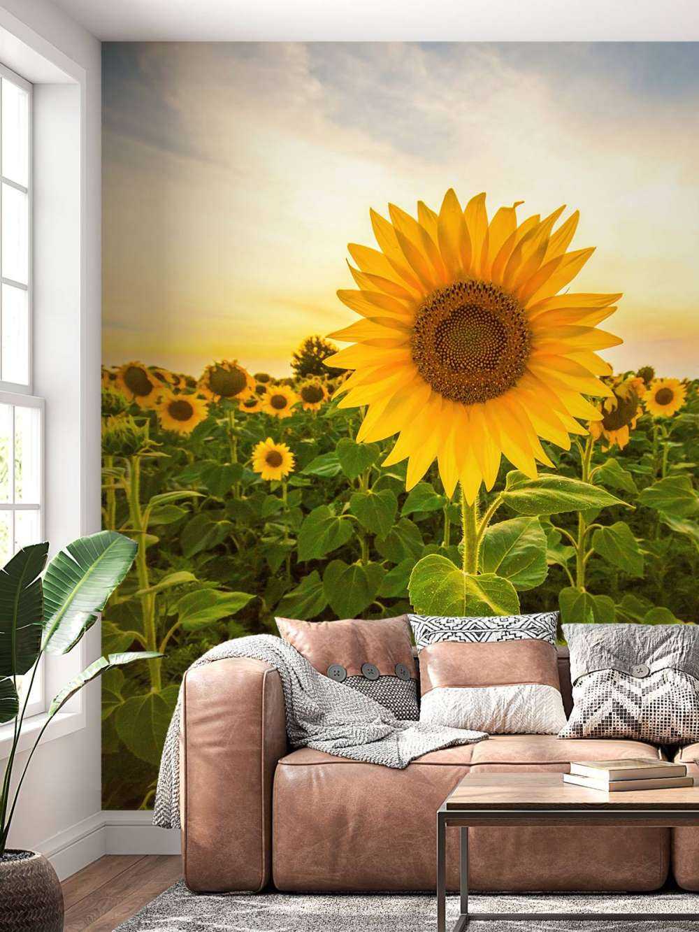 Sonnenblume auf dem Feld