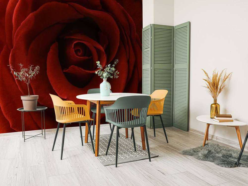 Nahaufnahme rote Rose