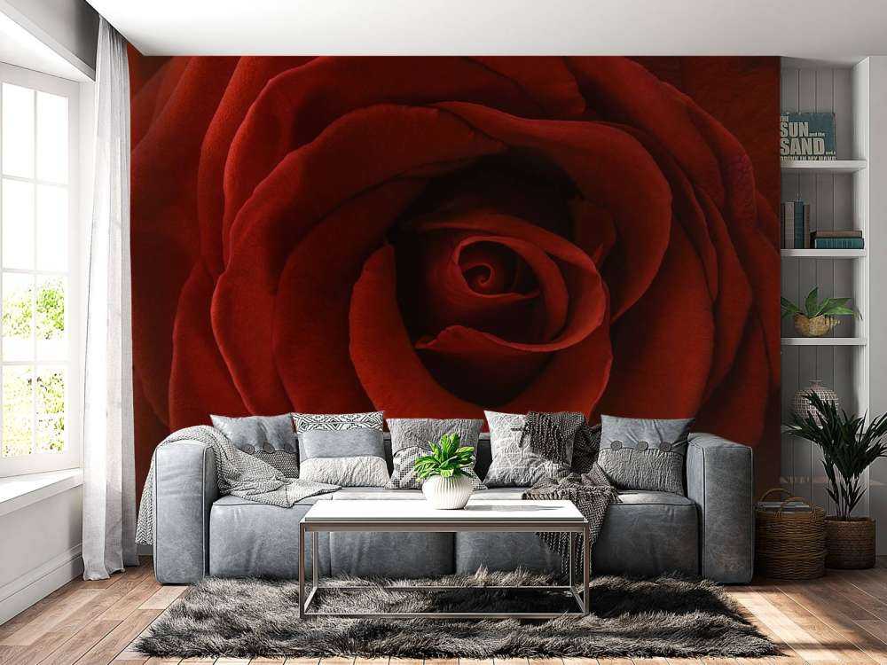 Nahaufnahme rote Rose