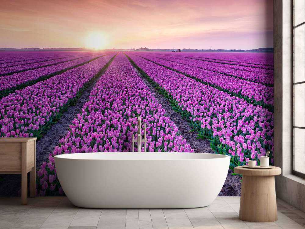 Tulpenfeld bei Sonnenaufgang