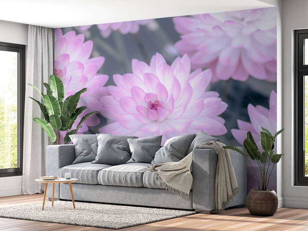 Dahlie Blume rosa