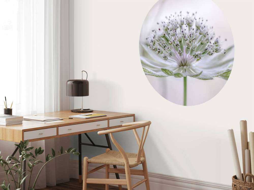 Astrantia