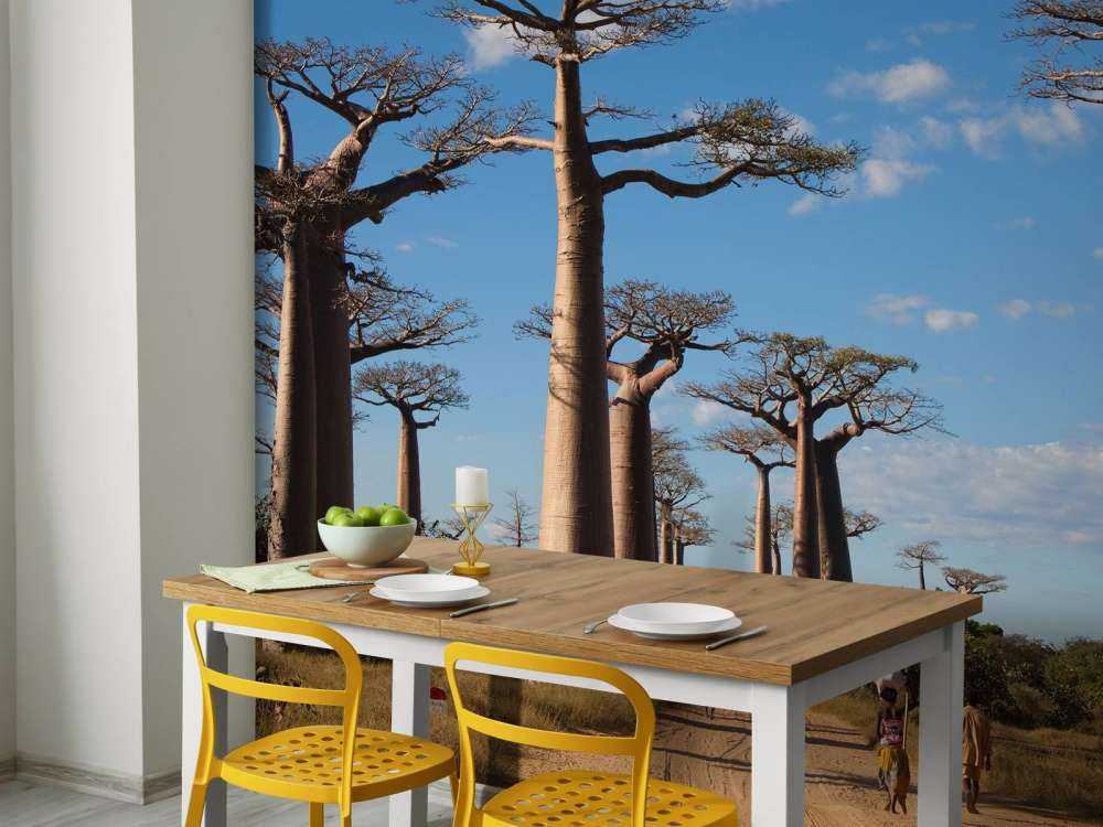 Baobab-Bäume