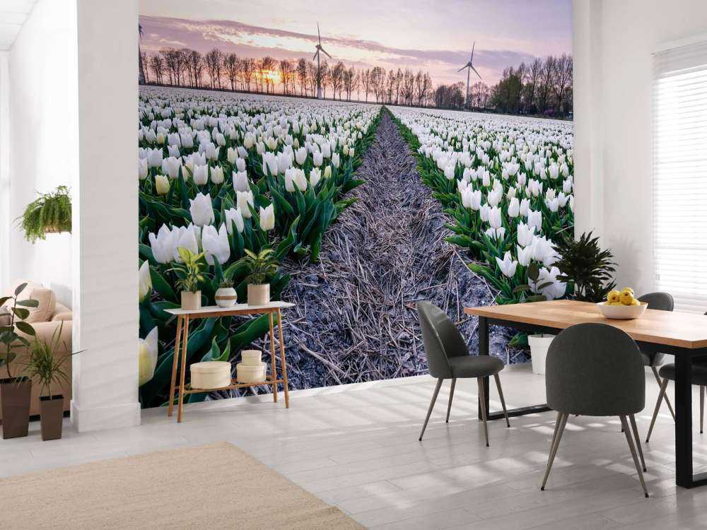 Feld mit weißen Tulpen