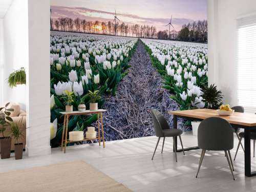 Feld mit weißen Tulpen