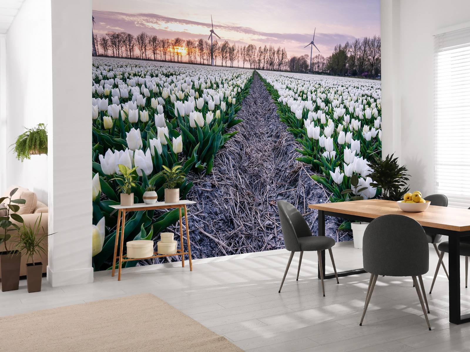 Feld mit weißen Tulpen