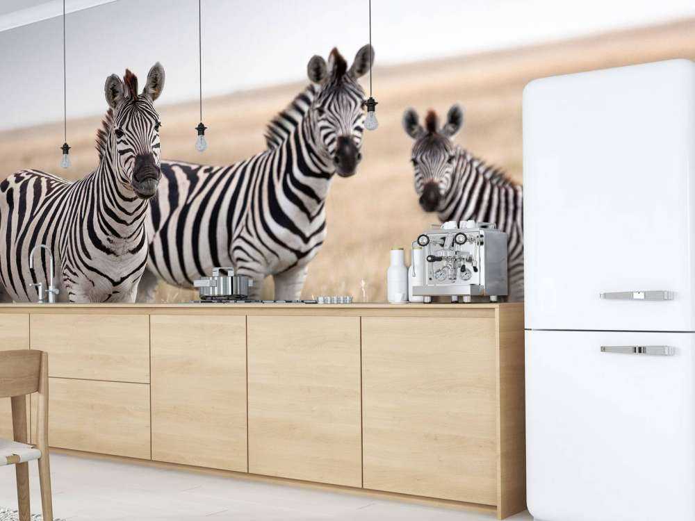 Zebras in der Natur