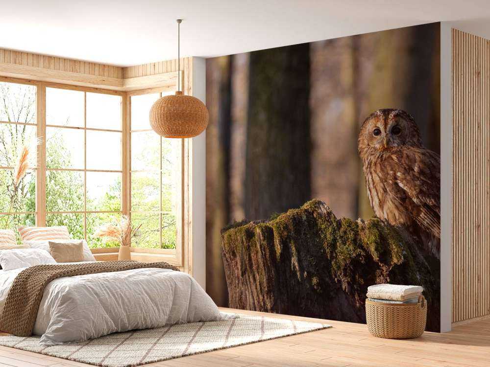 Steinkauz auf einem abgebrochenen Baum
