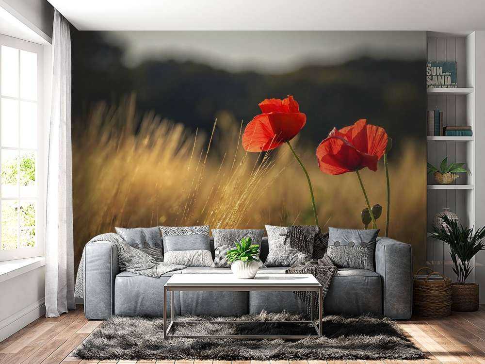 Mohn auf einem Weizenfeld