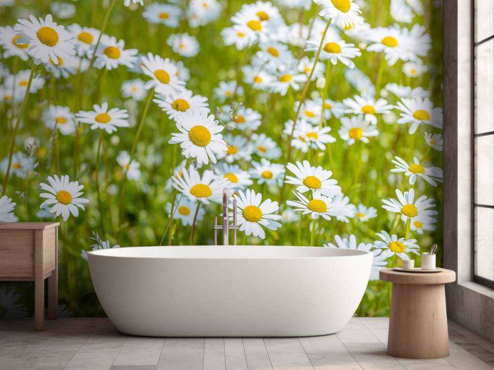 Gänseblümchen auf einem Feld