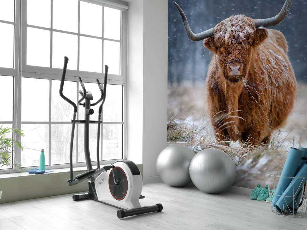 Snowy Highland cow
