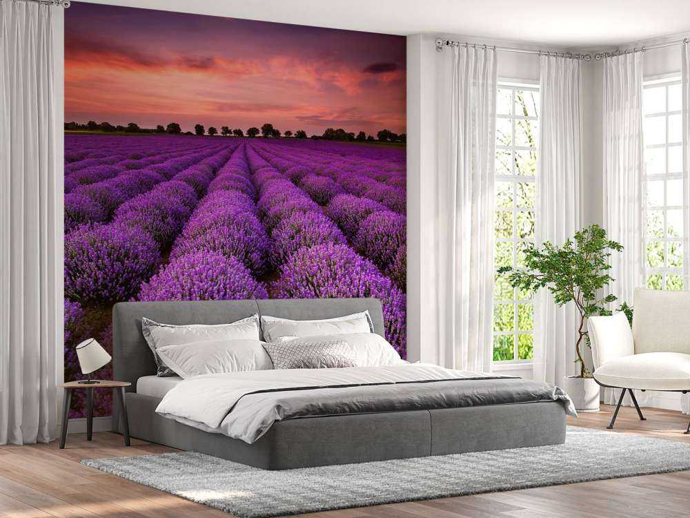 Feld mit Lavendel