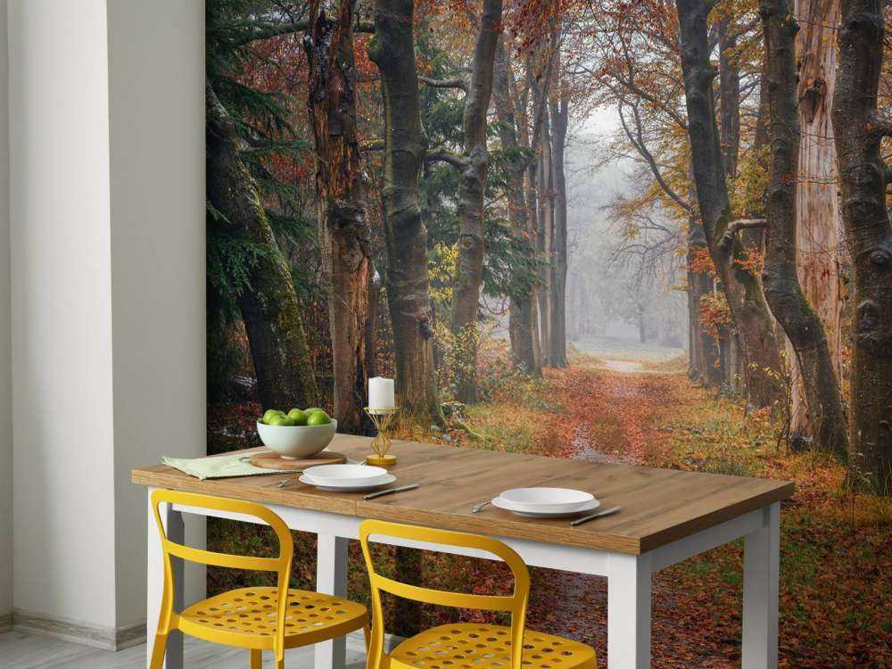 Waldweg mit alten Bäumen