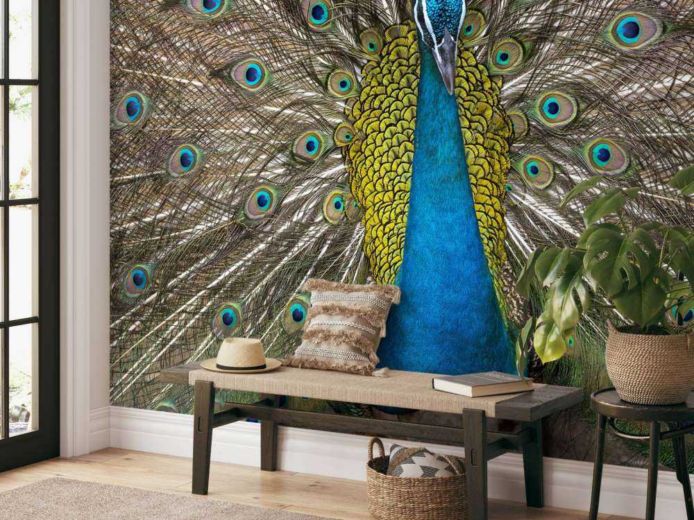 Pfau mit aufgeplusterter Federn