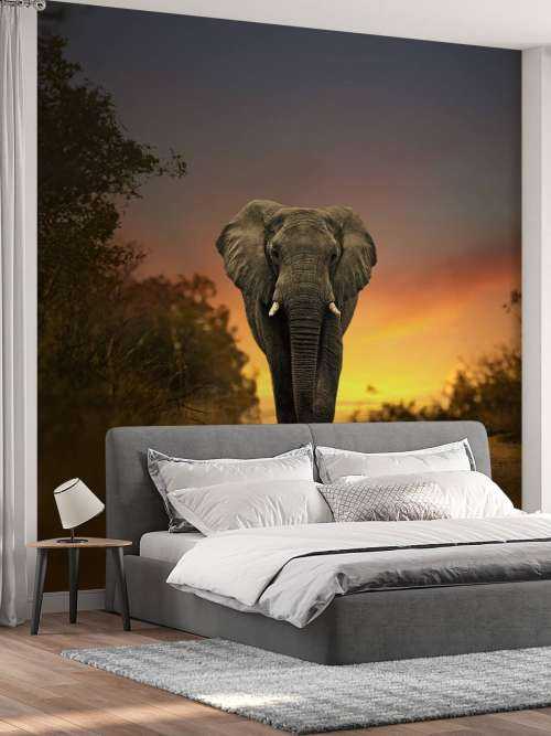 Elefant mit Sonnenuntergang