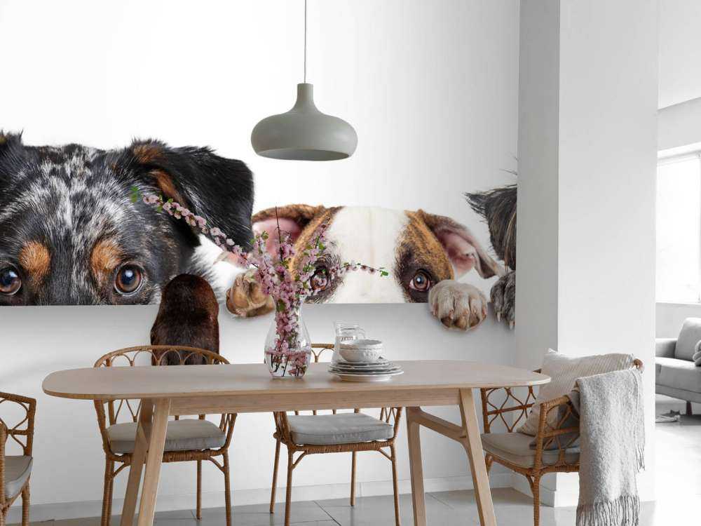 Spähende Hunde