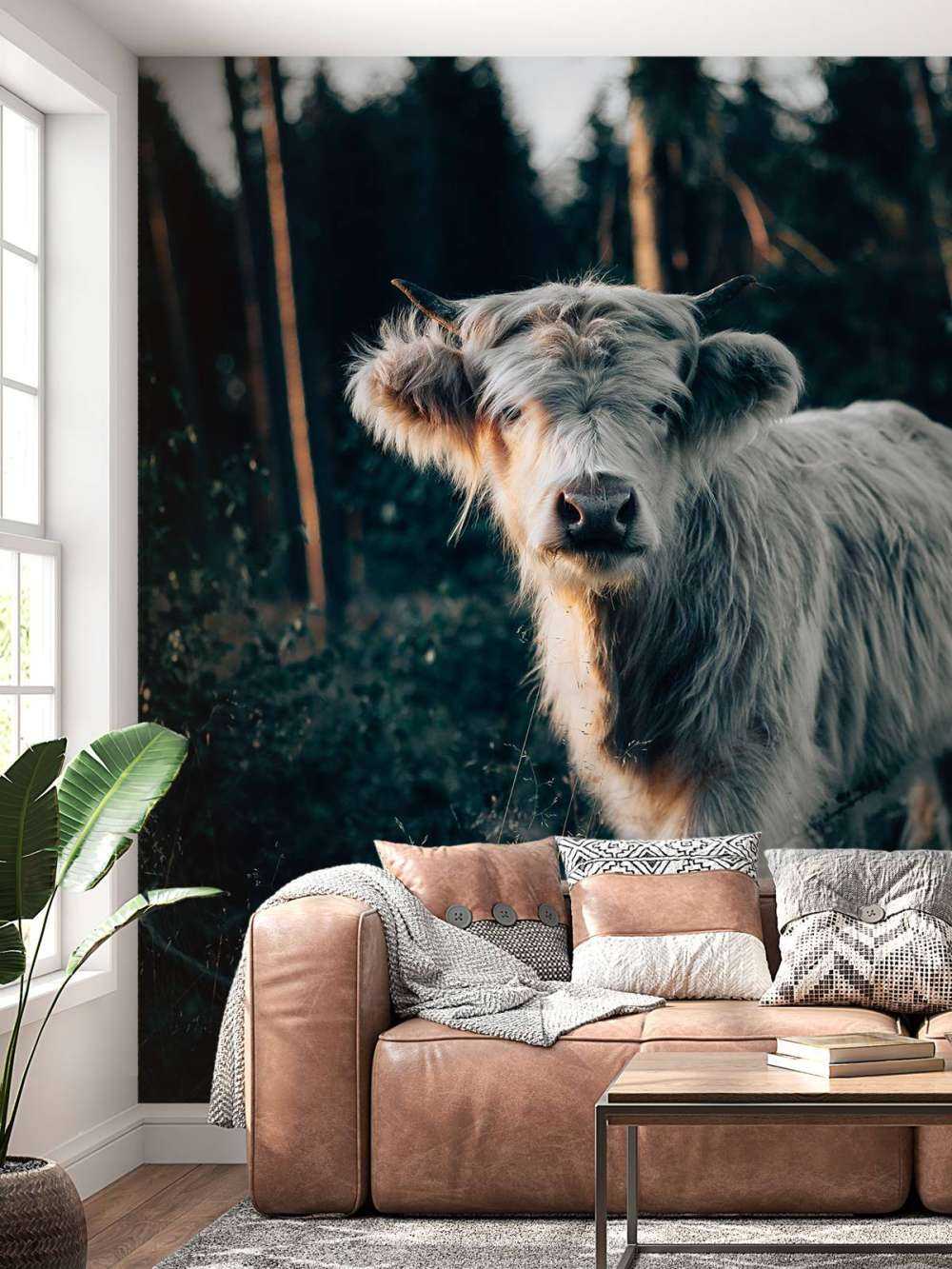 Schottischer Highlander-Welpe
