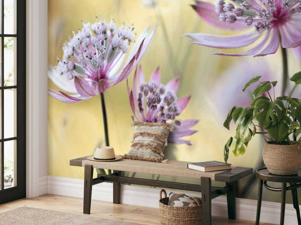 Astrantia Major