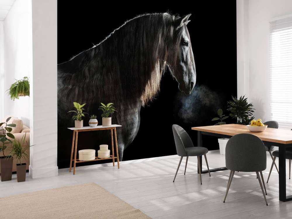 Schimmel mit schwarzem Hintergrund