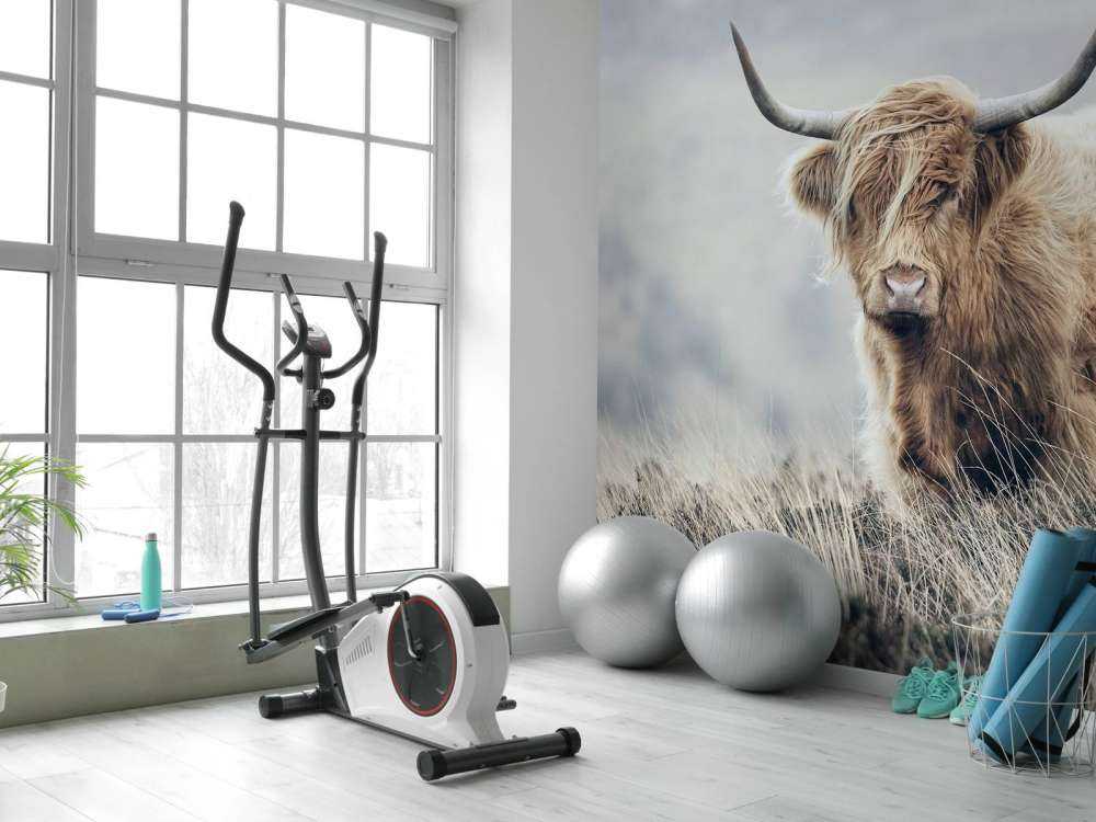 Schottische Hochländer in der Natur