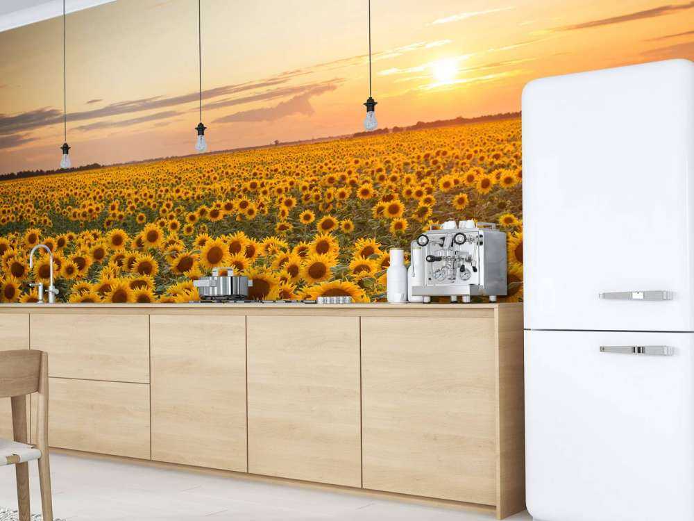 Sonnenblumenfeld mit Sonnenuntergang