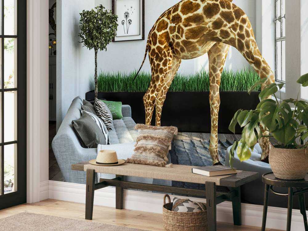 Guckende Giraffe