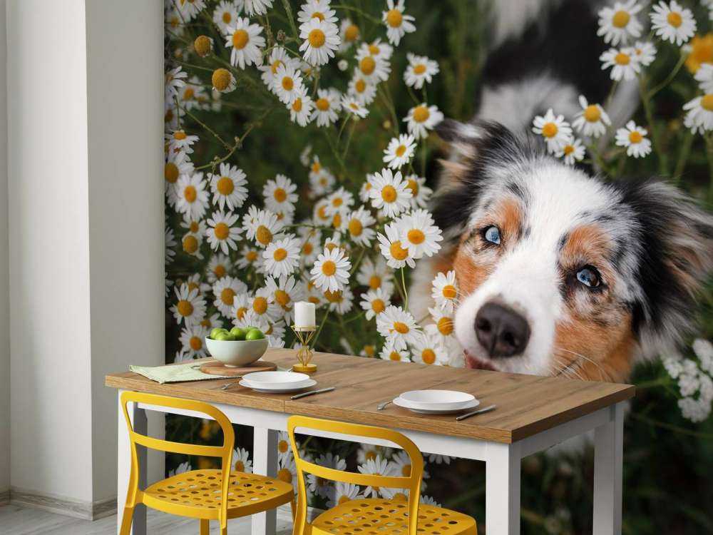 Australischer Schäferhund unter Blumen