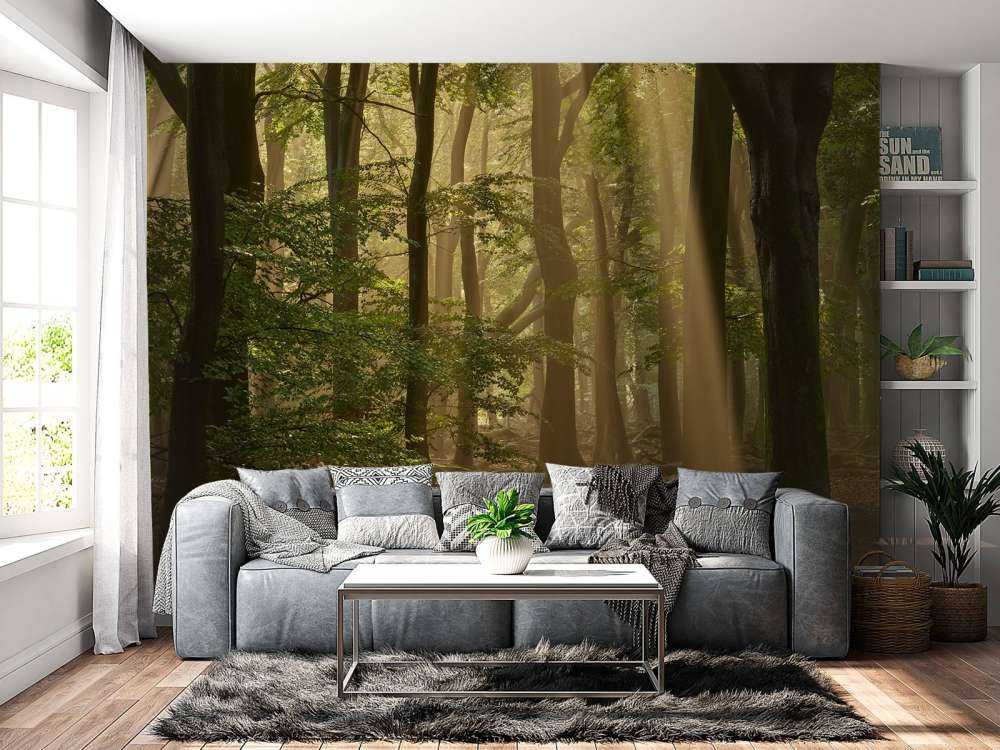 Alter Wald mit Sonnenharfen