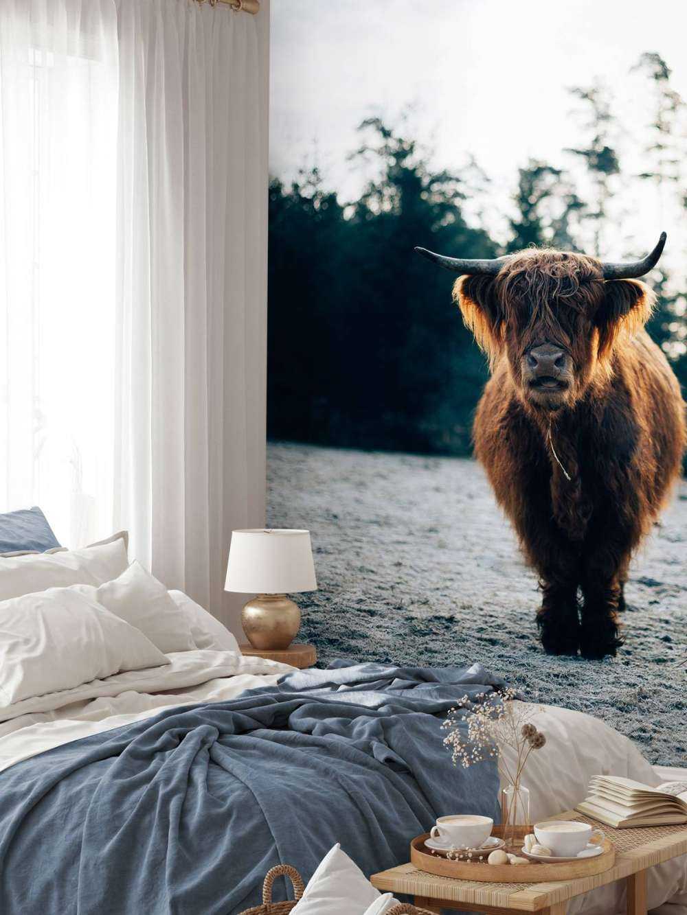 Schottischer Highlander in der Morgensonne