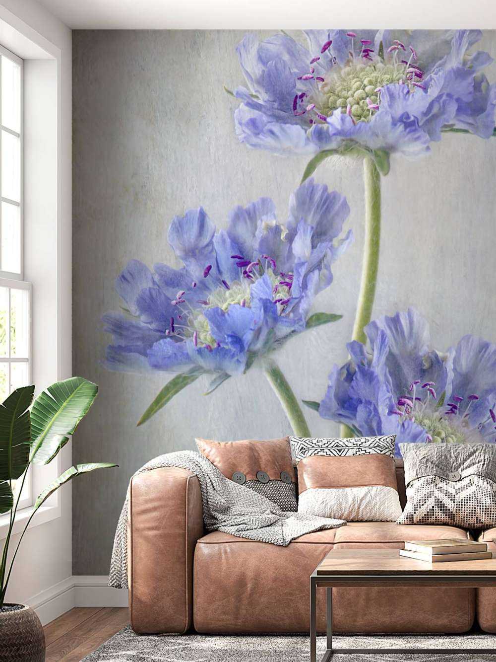 Scabiosa