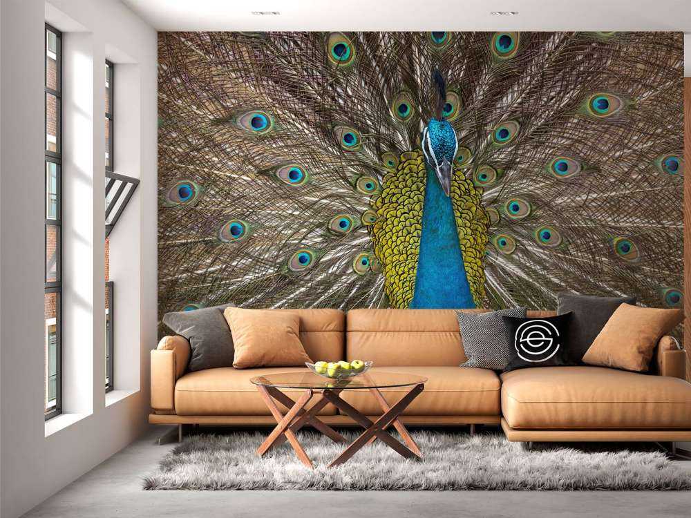 Pfau mit aufgeplusterter Federn