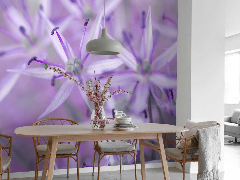 Lila Allium-Blüten