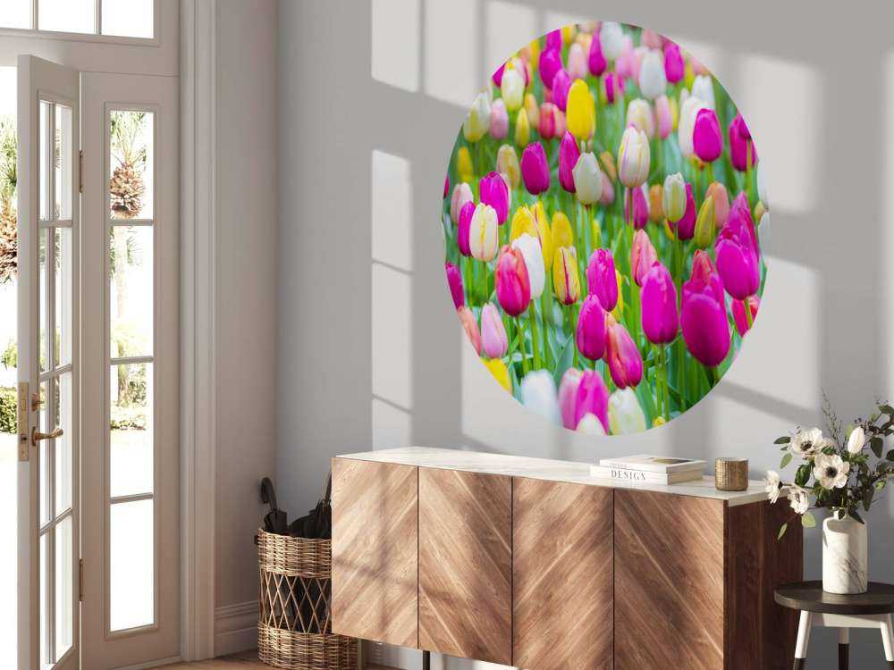 Bunte Tulpen auf einem Feld