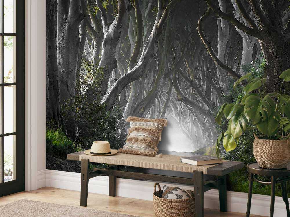 Dark Hedges