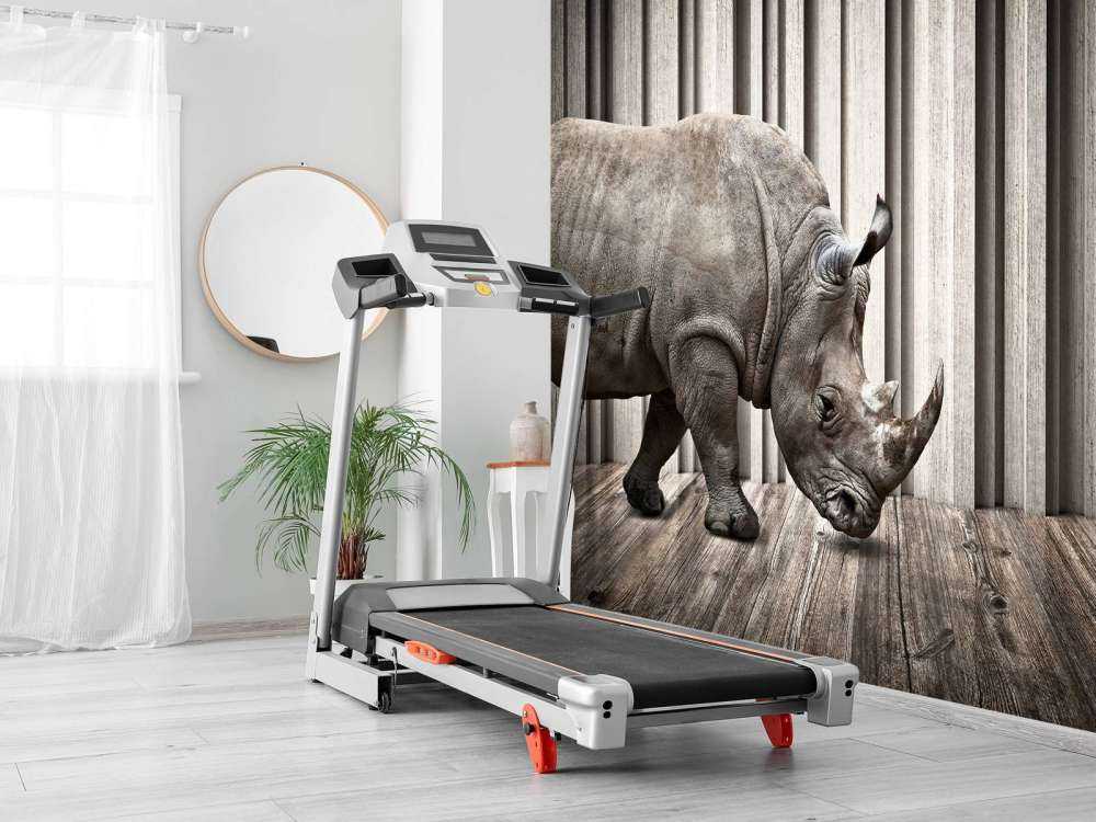 Rhinozeros im Saal