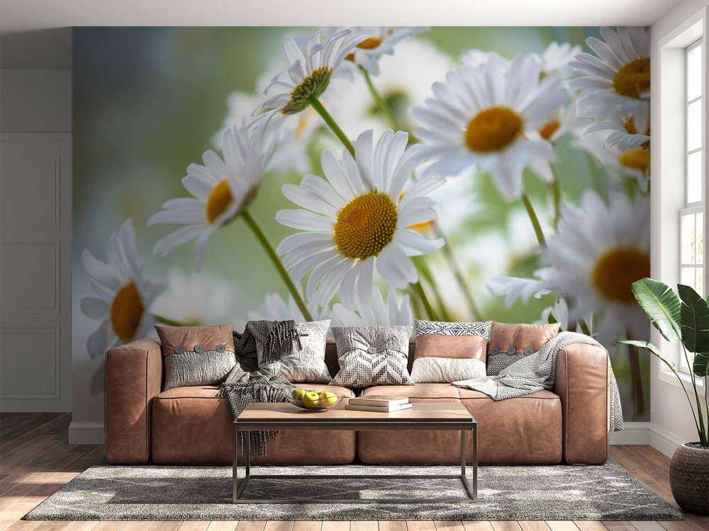 Nahaufnahme Gänseblümchen